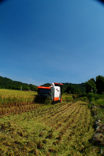 聯合收穫機出馬，面積再大也瞬間收割完畢 