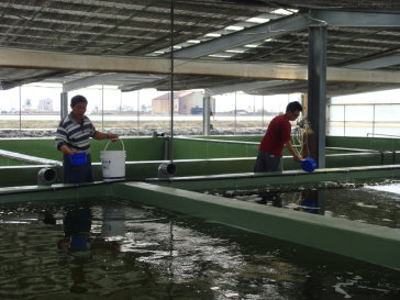 寬敞明亮的溫室全部由林宏賓設計施工 