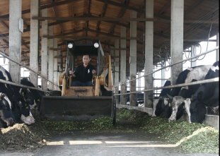 現採牧草餵食牛隻 