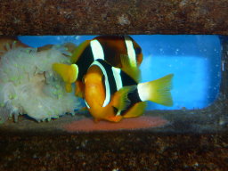 小丑魚產卵與護卵及提升包裝運輸酬載量（得獎團隊提供） 