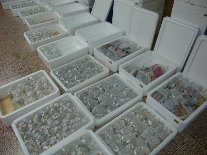 小丑魚產卵與護卵及提升包裝運輸酬載量（得獎團隊提供） 