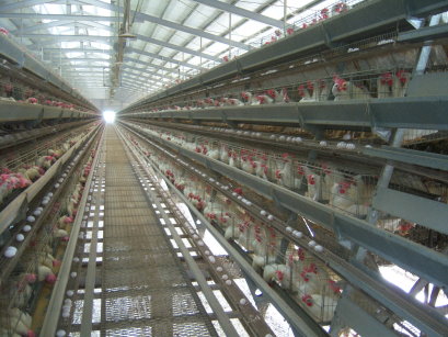 新式密閉負壓蛋雞舍內部飼養情形 