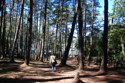 在森林裡健走可使人們心情放鬆 