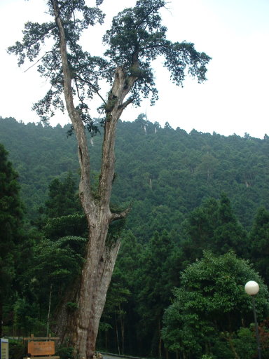 森林 中 高高低低的林木 