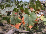 葡萄皮爾斯病葉緣焦枯之病徵（圖左）及其媒介昆蟲葉蟬（圖右）