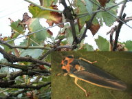 葡萄皮爾斯病葉緣焦枯之病徵（圖左）及其媒介昆蟲葉蟬（圖右）