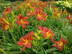 萱草花蓮2號花朵盛開時非常亮麗（左）；萱草花蓮3號內、外花被顏色相同，惟花被中段具有顏色相異的眼圈（右）