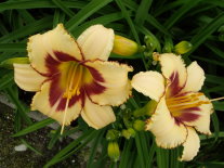 萱草花蓮2號花朵盛開時非常亮麗（左）；萱草花蓮3號內、外花被顏色相同，惟花被中段具有顏色相異的眼圈（右）