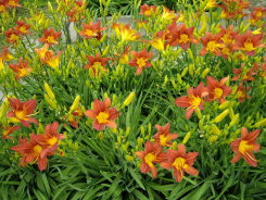 萱草花蓮 4 號開花景象極為壯觀（左）；萱草花蓮 5 號 內、外花被顏色相同，均為鮮豔的黃色（右）