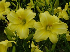 萱草花蓮 4 號開花景象極為壯觀（左）；萱草花蓮 5 號 內、外花被顏色相同，均為鮮豔的黃色（右）