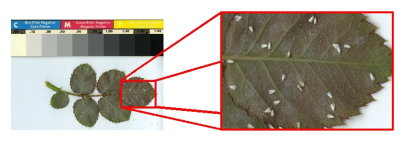 圖 2 影像技術 應用於溫室內粉蝨（ Whitefly ）之辨識及計數 （ 資料來源 ： Boissard 等人 ， 2008 ）