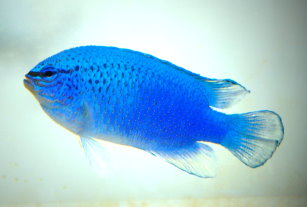 藍魔鬼種魚 