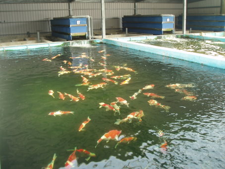 桃園縣錦鯉養殖場 