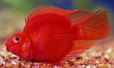 臺灣出口強項魚種－血鸚鵡 