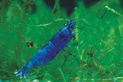 臺灣觀賞蝦主要種類－藍金剛水晶蝦 