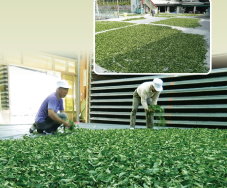 優質5星級製茶廠－衛生安全之製造加工過程