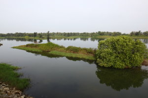 鰲鼓濕地森林園區內自然景觀（嘉義林區管理處 提供） 