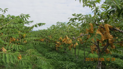 鳳梨釋迦外銷包裝（圖上）果園草生栽培，樹上結實累累（圖下）