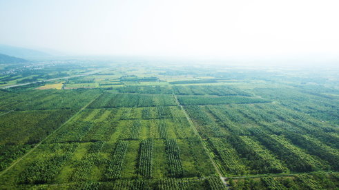 中央山脈綿延至海岸山脈的森林景觀（花蓮林區管理處提供）
