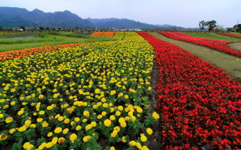 102 年繽紛花海再度綻放，一道道彩虹般花田，等著你來賞玩 