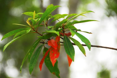 杜英（花蓮林區管理處提供） 