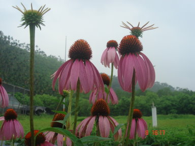 圖1 紫錐菊（Echinacea purpurea）
