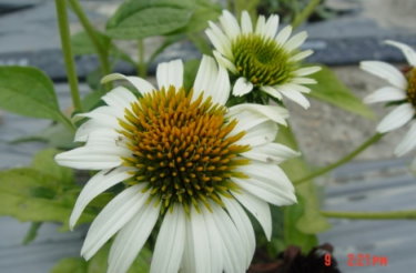 圖 2 白花紫錐菊（ E. pallida ） 