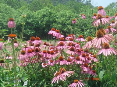 圖 3 紫錐菊在田間盛開的情形 