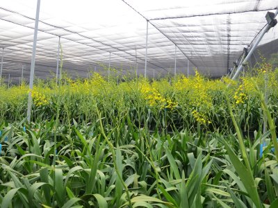 電照催花示範栽培 