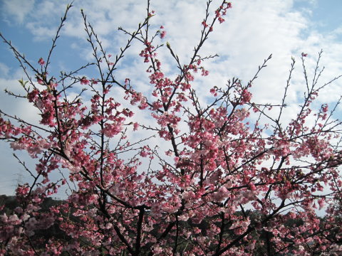 盛開中的山櫻花 