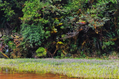 稀有植物東亞黑三稜生長於鴛鴦湖湖域邊緣(林務局提供) 稀有植物東亞黑三稜生長於鴛鴦湖湖域邊緣(林務局提供)