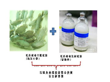 石斑魚病毒疫苗整合技術衍生新事業 