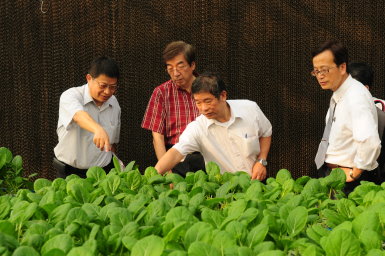 王仕賢場長 ( 左一 ) 與鄭榮瑞副場長 ( 右二 ) 說明該場精密溫室區葉菜類植物生產情形 