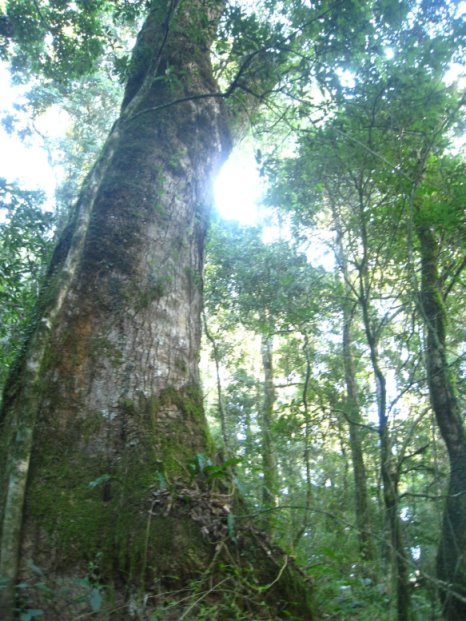 國有林地內須經千年生長始成巨木之貴重木（牛樟） 
