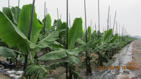 圖 1 香蕉外銷專區 