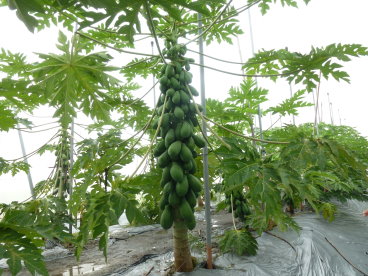 木瓜新品種 「高雄 9 號」田間著果情形 