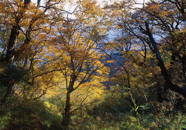 圖 2 太平山國家森林遊樂區台灣山毛櫸原始純林（秋天） 