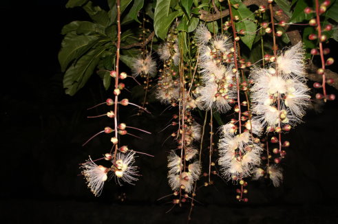 臺灣原生國寶級植物穗花棋盤腳正放著煙火歡迎您