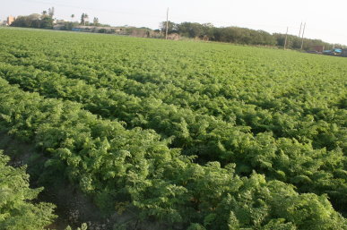 胡蘿蔔外銷專區栽培情形 胡蘿蔔外銷專區栽培情形