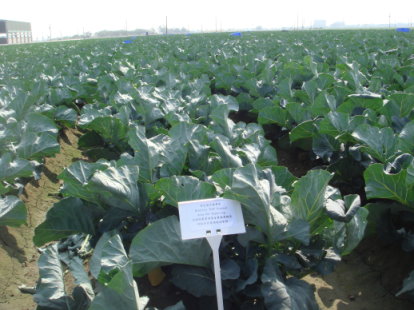 青花菜外銷專區栽培情形 青花菜外銷專區栽培情形