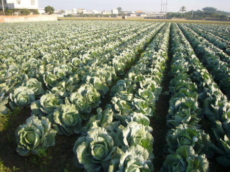 甘藍外銷專區栽培情形 