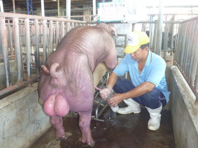 種豬場種公豬採精驗證