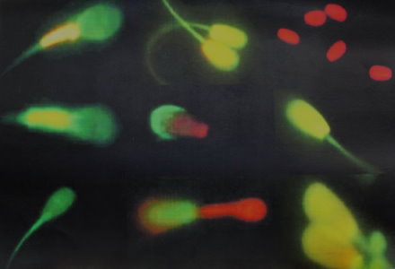 豬精子螢光染色影像（ IMV 提供） 