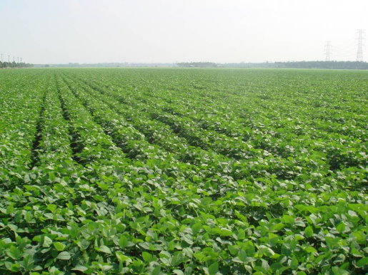 圖2  台糖公司外銷毛豆生產專區基地栽培情形