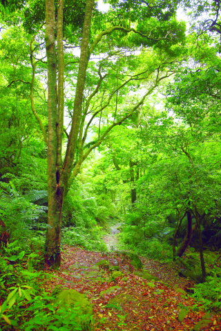 德芙蘭步道全程綠蔭遮天，行來相當舒適