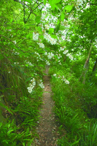 東卯山步道～走在台灣溲疏夾道的林徑上頗富詩意