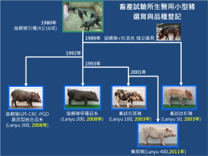 畜產試驗所實驗用小型豬的選育 