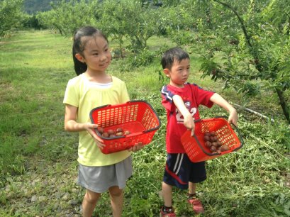 帶小朋友體驗採果趣，認識長在樹上的水果 