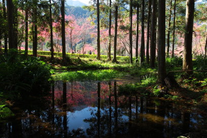 春遊奧萬大，園內櫻花綻放，有別冬日楓紅，另有一番情境（劉燕明 攝） 