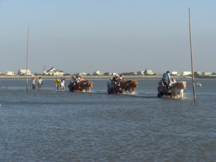 海牛「車」隊入海